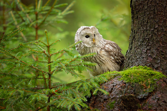 Ural Owl fototapet