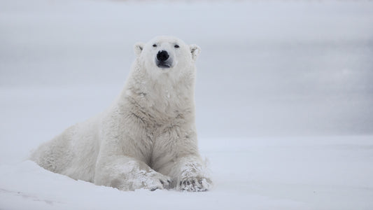 Who Are You? fototapet