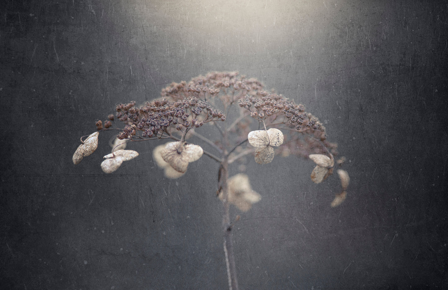 Withe hydrangea fototapet