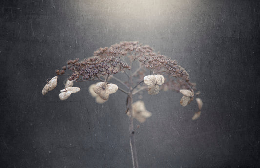 Withe hydrangea fototapet