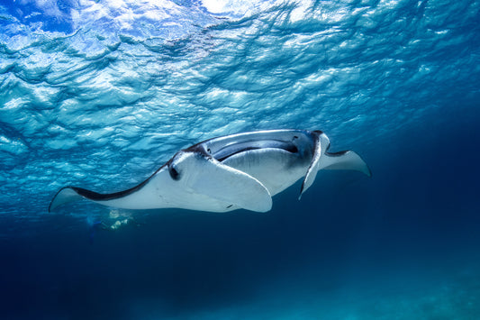 Manta ray fototapet