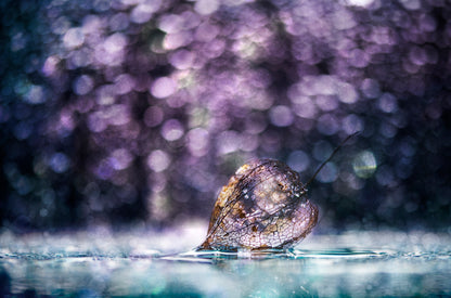 ...with a magic light... fototapet