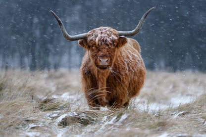 Snowy Highland cow fototapet