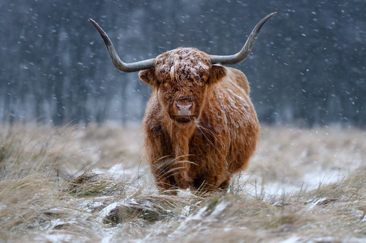 Snowy Highland cow fototapet