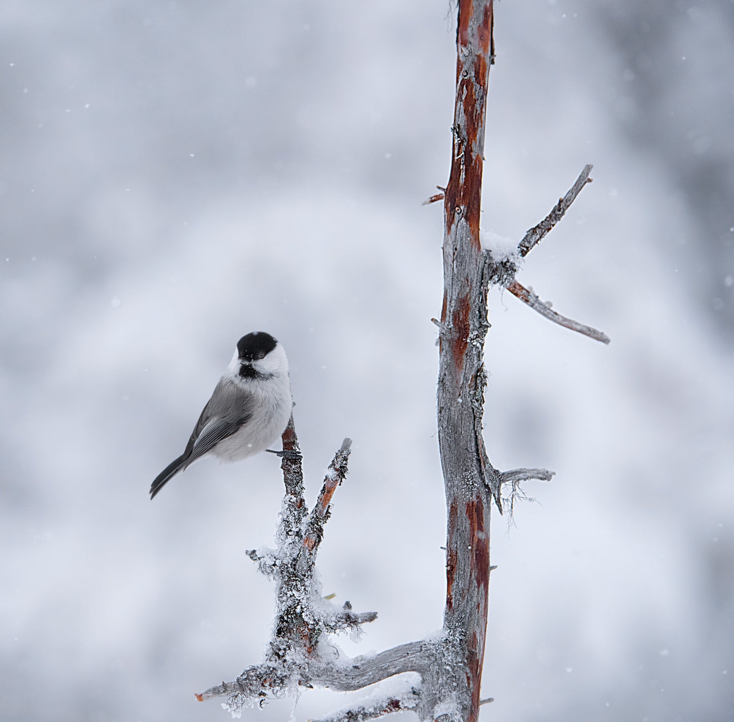 Willow tit fototapet