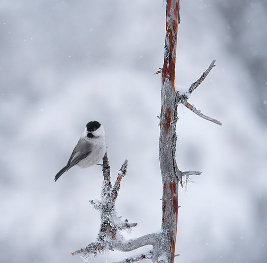 Willow tit fototapet