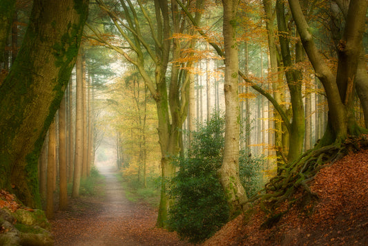 Following Fog fototapet