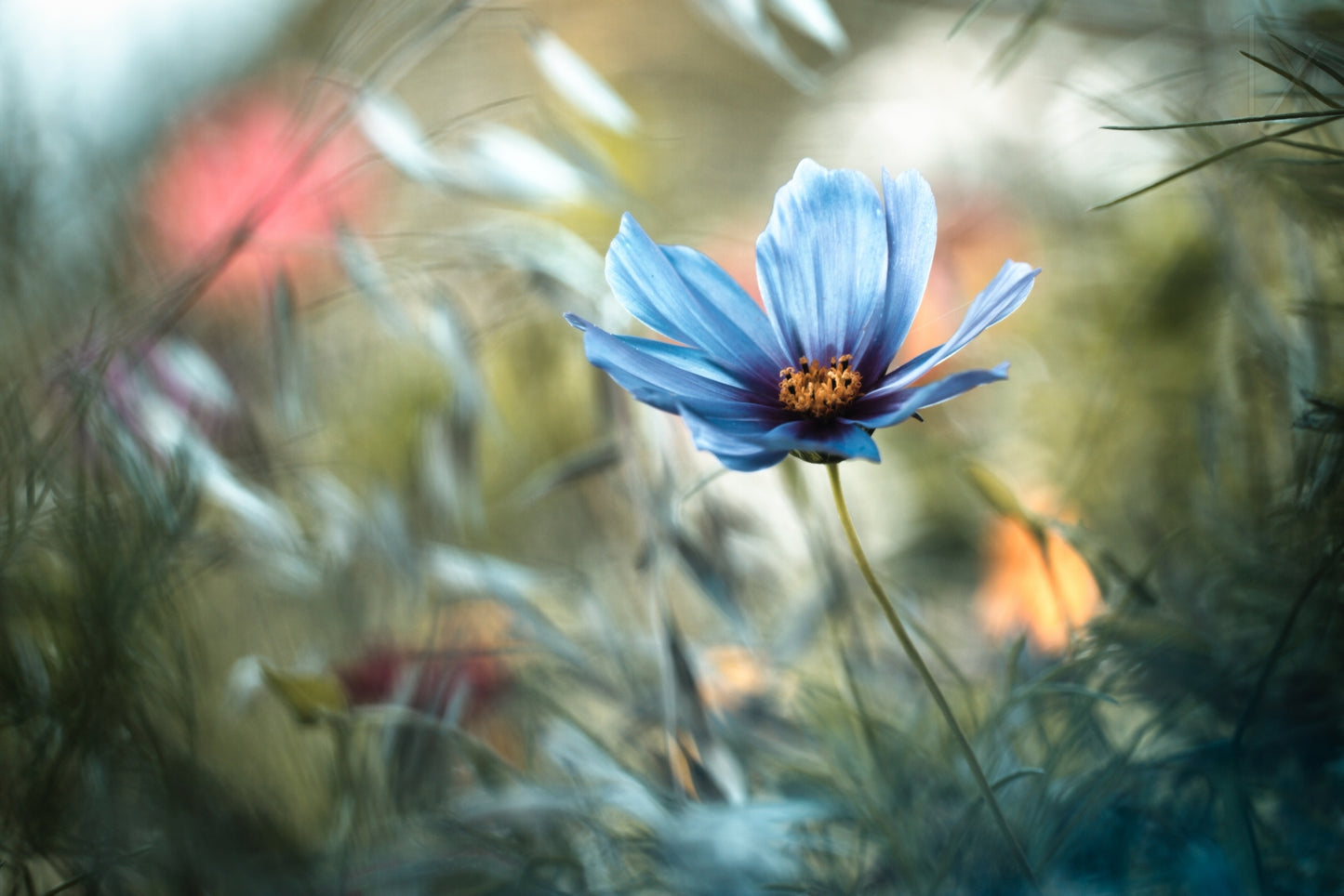 L'unification des Interactions fototapet