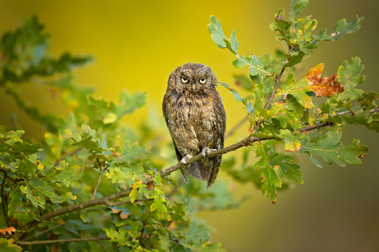 Eurasian Scops Owl fototapet