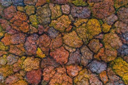 Above the autumn fototapet