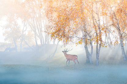 Elk Lost in Mist fototapet