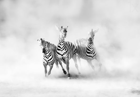 ZEBRAS fototapet