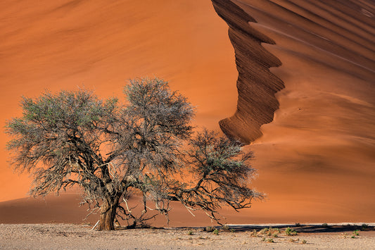 Acacia in the desert fototapet