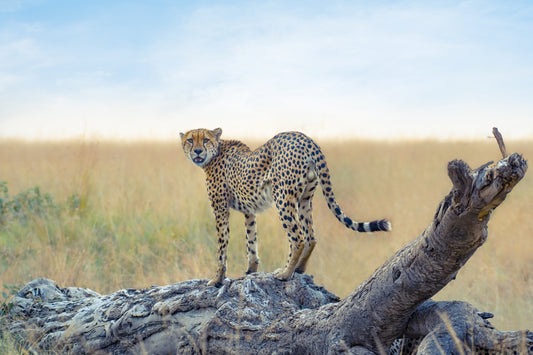 waiting for the hunt fototapet