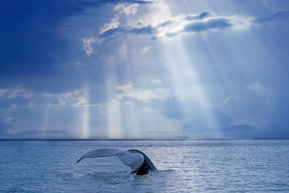 Whale and sun rays fototapet