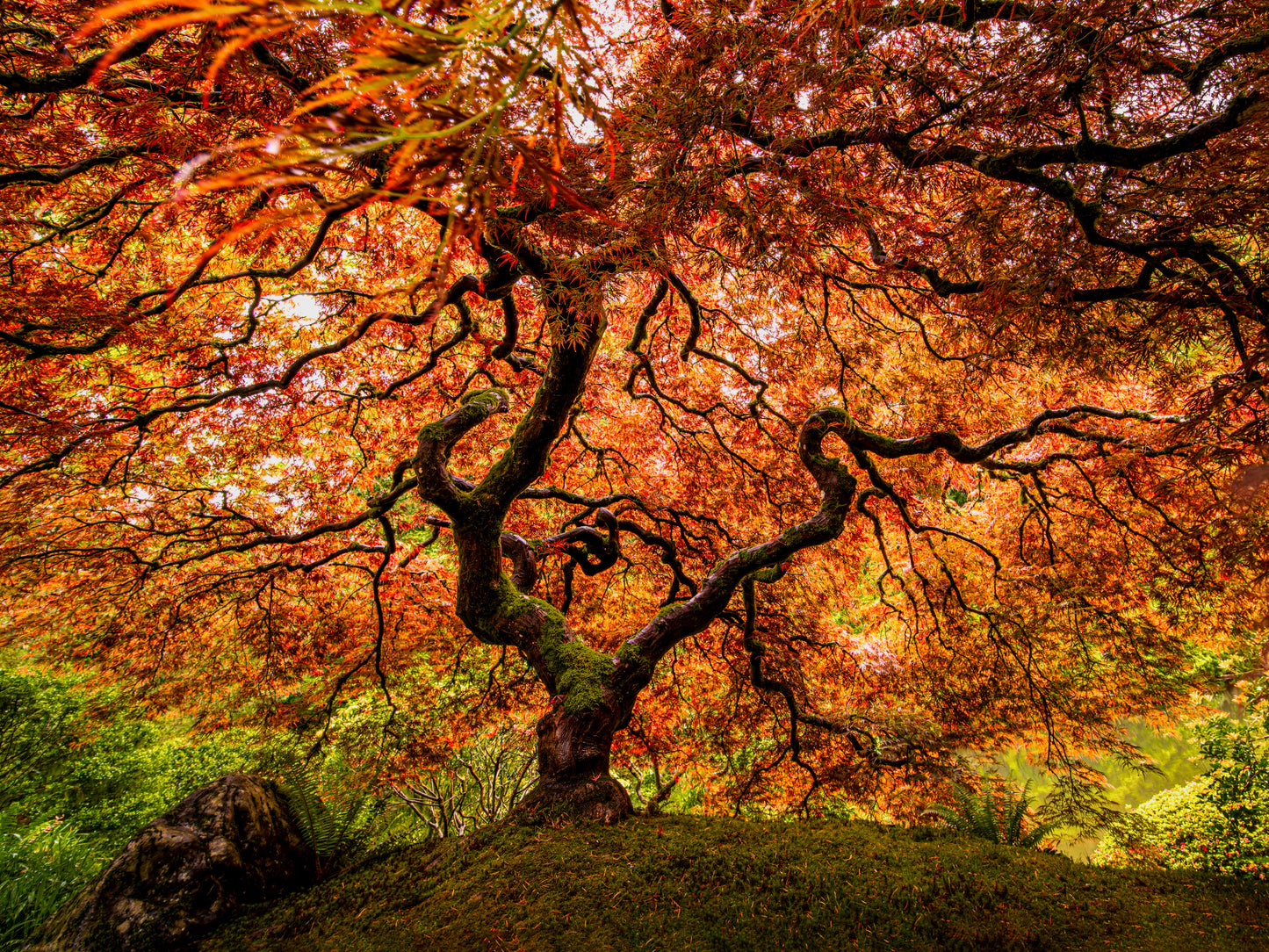 A senior maple tree fototapet
