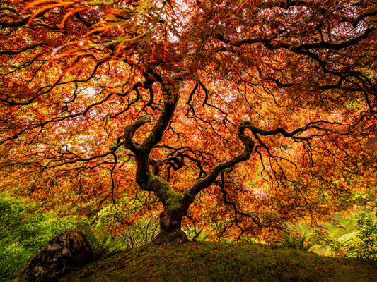 A senior maple tree fototapet