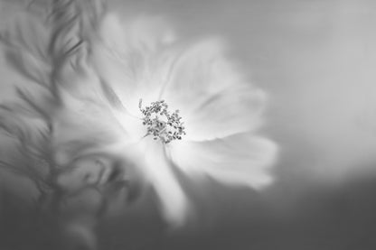 Wild rose in the wind fototapet