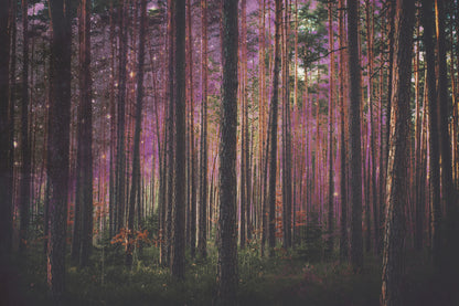 0014 Manipulation fototapet