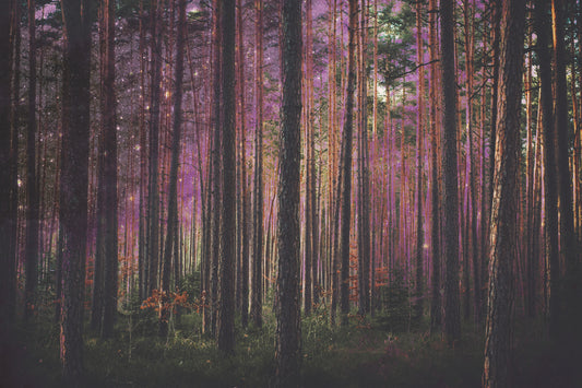 0014 Manipulation fototapet