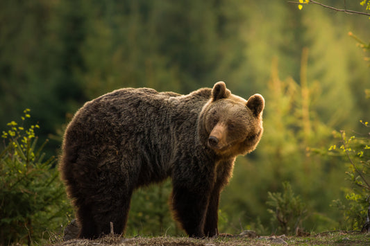 Backlit bear fototapet