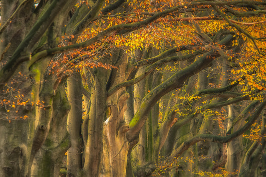 approve autumn .......... fototapet