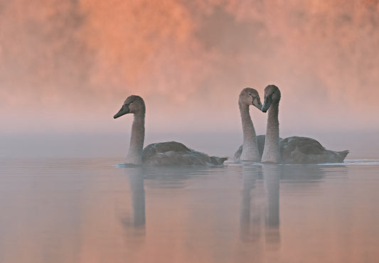 A Dreamy Morning fototapet