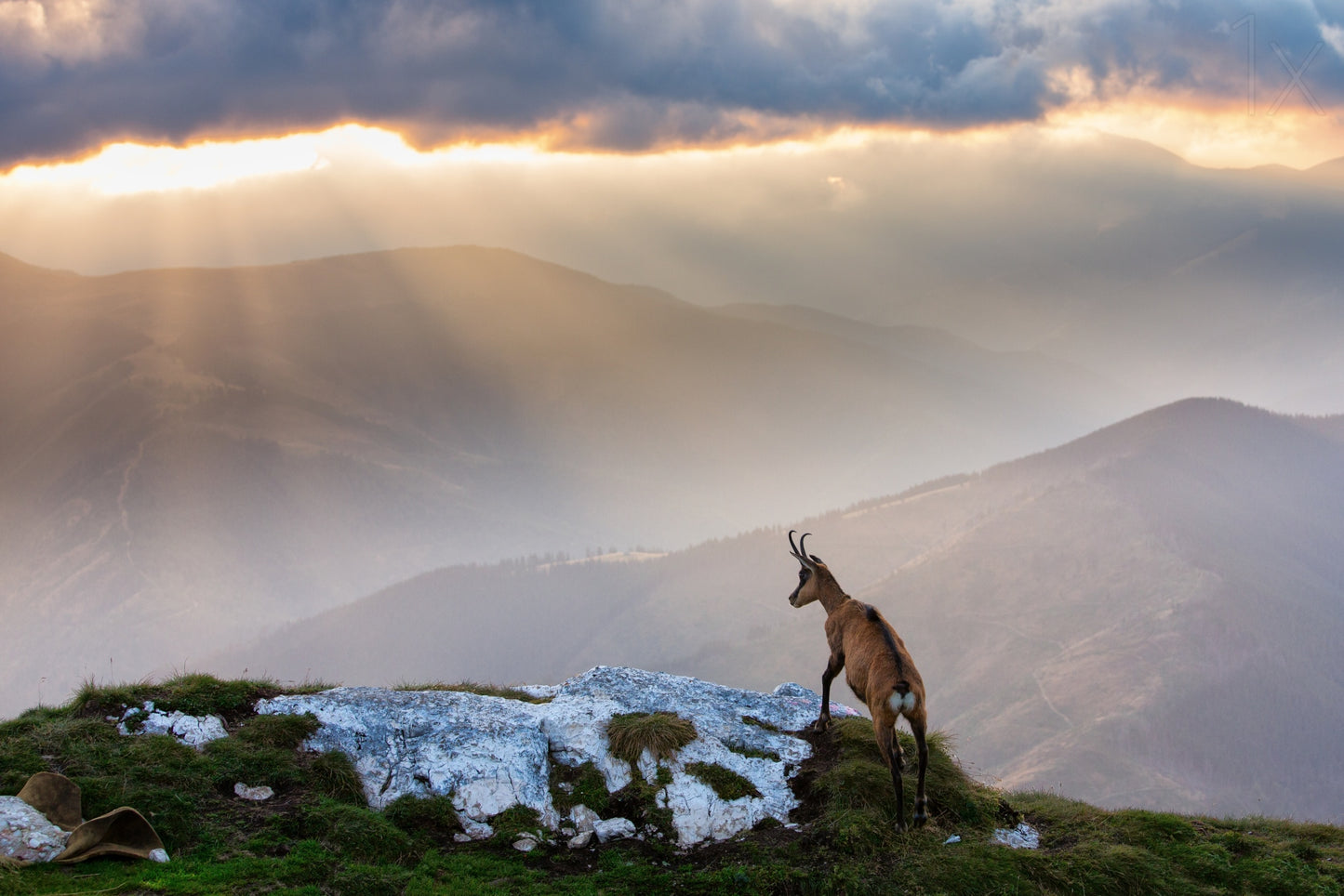 Chamois in Piatra Craiului Romania fototapet