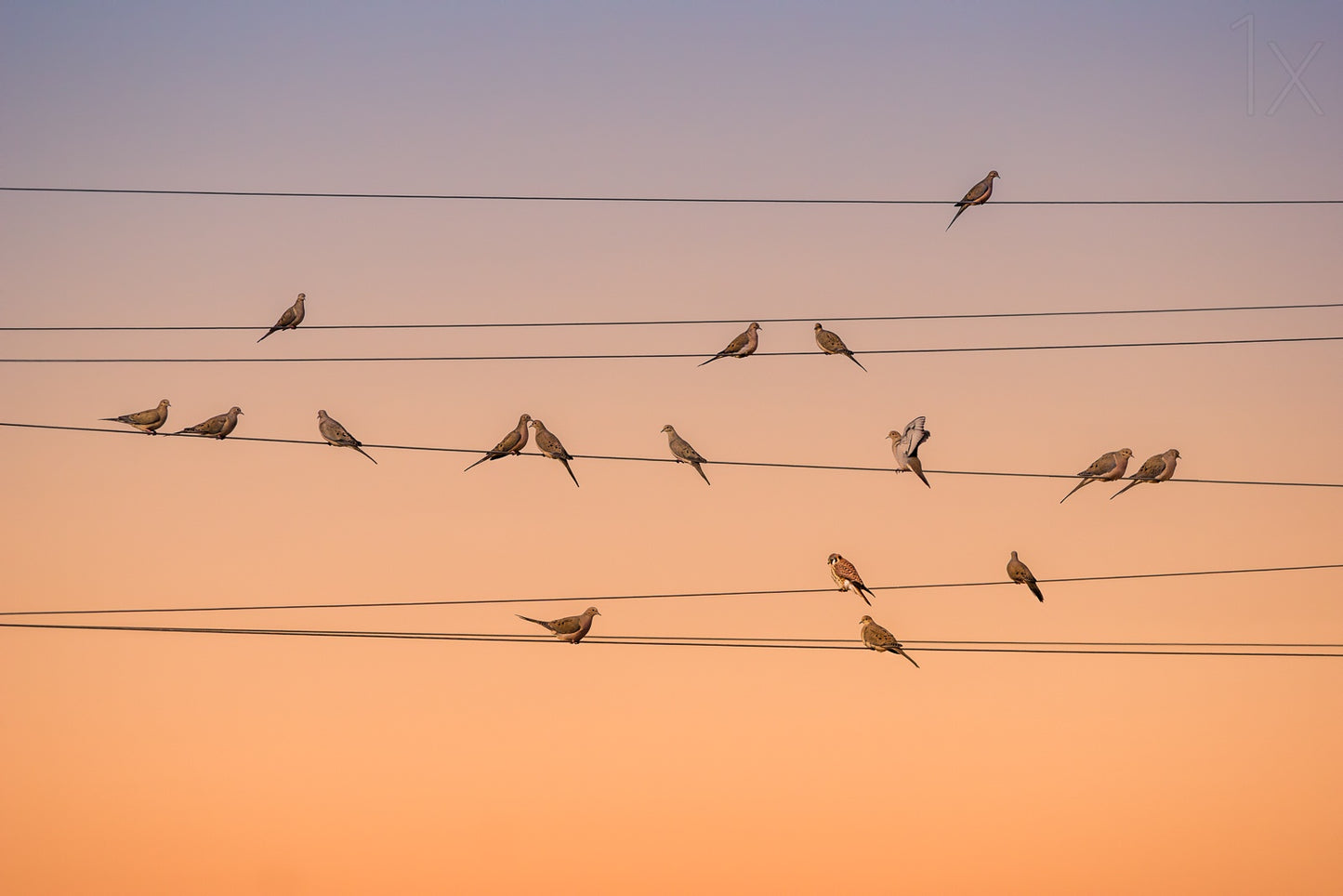 Music of Light fototapet