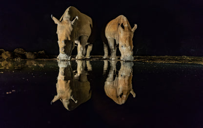 White Rhinos fototapet
