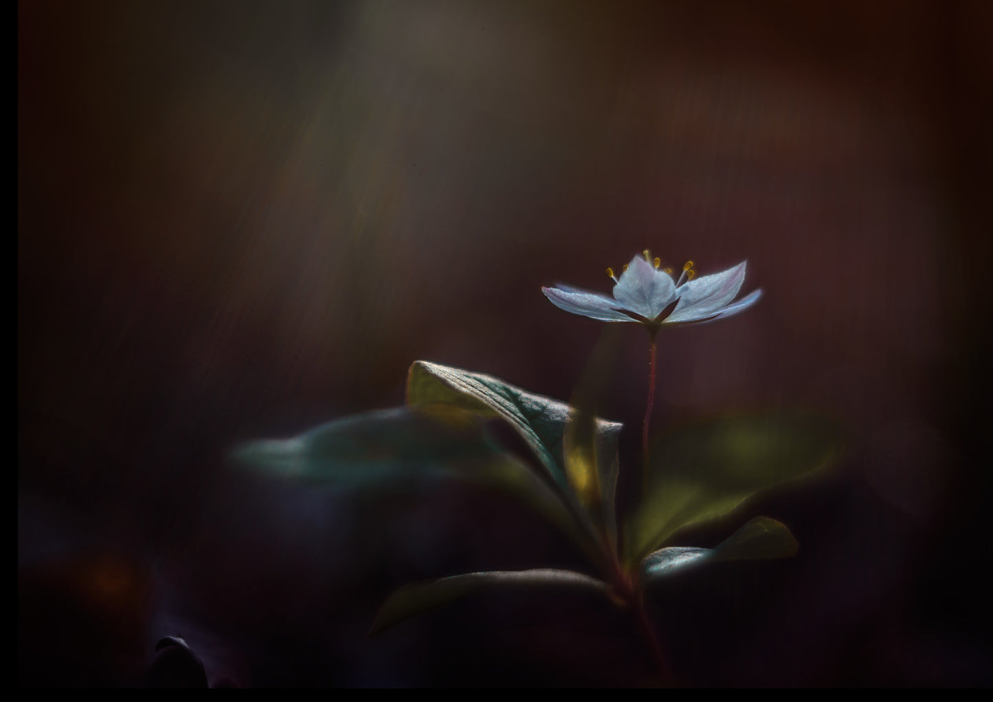 A Star is born fototapet