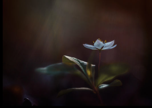 A Star is born fototapet