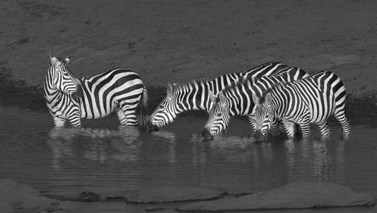 Zebras drinking fototapet