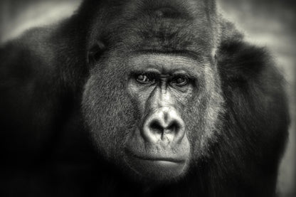 LITTLE SMILE .... fototapet