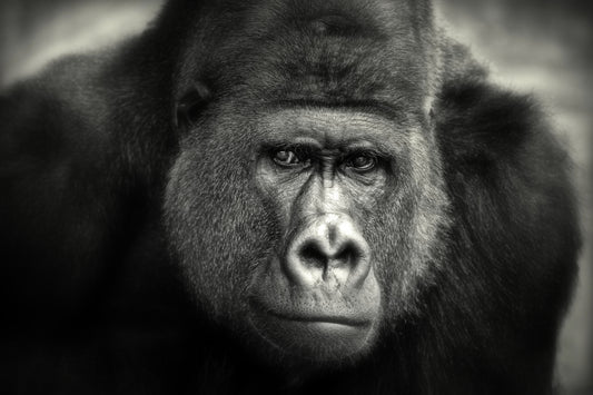 LITTLE SMILE .... fototapet