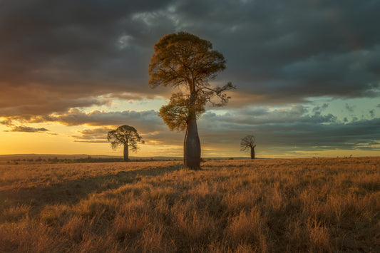 Australian Baobad fototapet