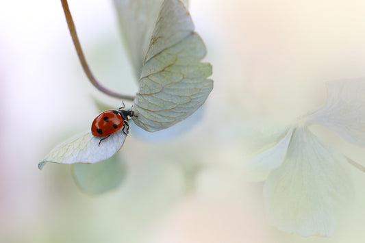 Ladybird on blue-green hydrangea fototapet