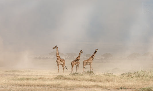 Weathering the Amboseli Dust Devils fototapet