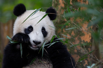 Bamboo Time fototapet