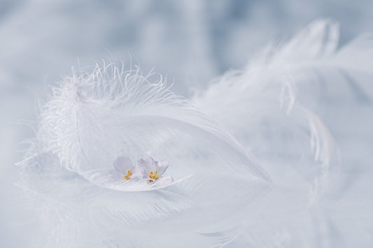 Arioso of spring fototapet