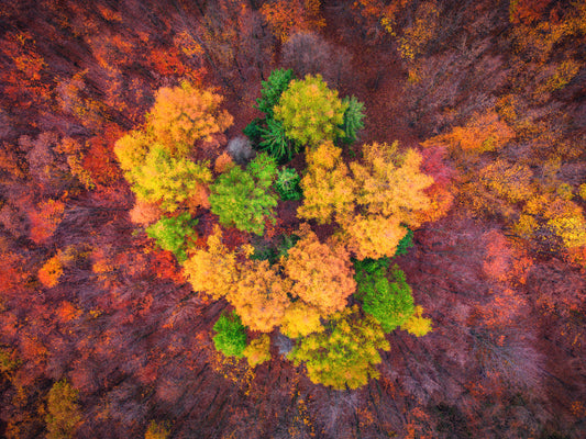 autumn flower fototapet