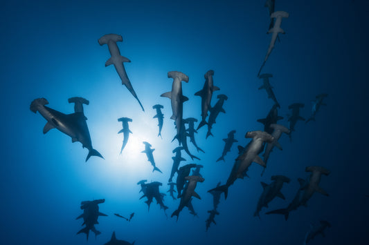 Hammerhead Shark - Underwater Photography fototapet