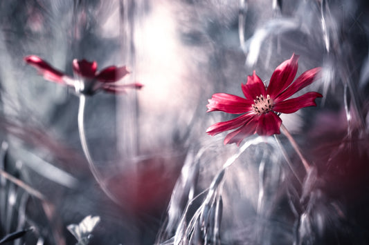 Seduction games fototapet