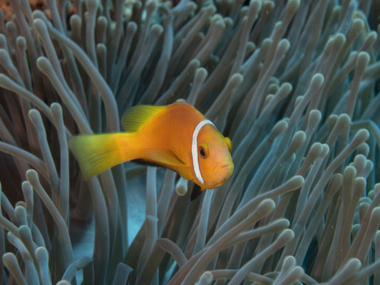 Amphiprion nigripes fototapet