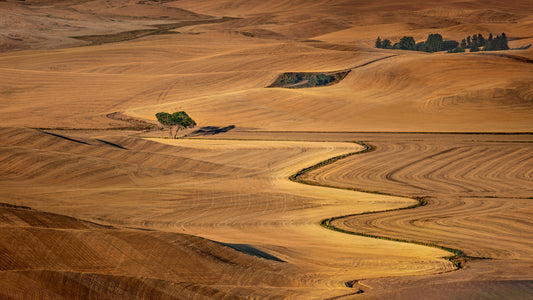 Golden Palouse fototapet