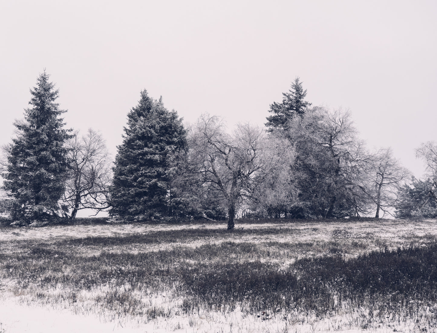 W1 5 Dsc9934 fototapet