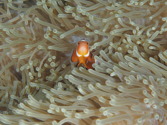 Amphiprion Ocellaris fototapet