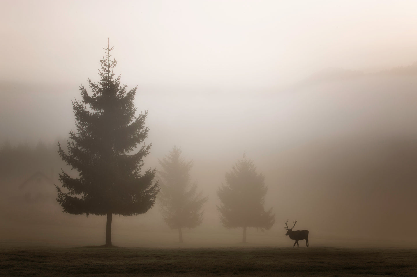 Looking for Love fototapet