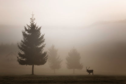 Looking for Love fototapet