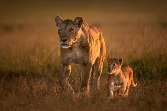 Mom lioness with cub fototapet